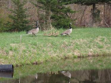 A group of sheep standing on top of a grass covered field

Description automatically generated