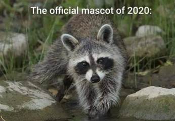 A raccoon standing on a rock

Description automatically generated