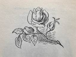 A drawing of a rose

Description automatically generated