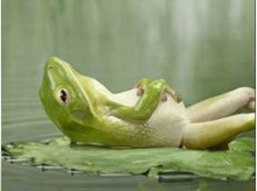 A frog on a leaf
AI-generated content may be incorrect.